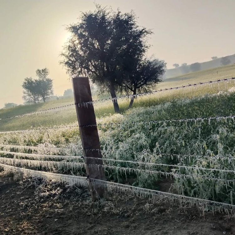 तहसील क्षेत्र में फसलों पर बर्फ जमने से फसलें नष्ट होने की कगार पर, फसलों पर बर्फ जमने से किसान हुए चिंतित