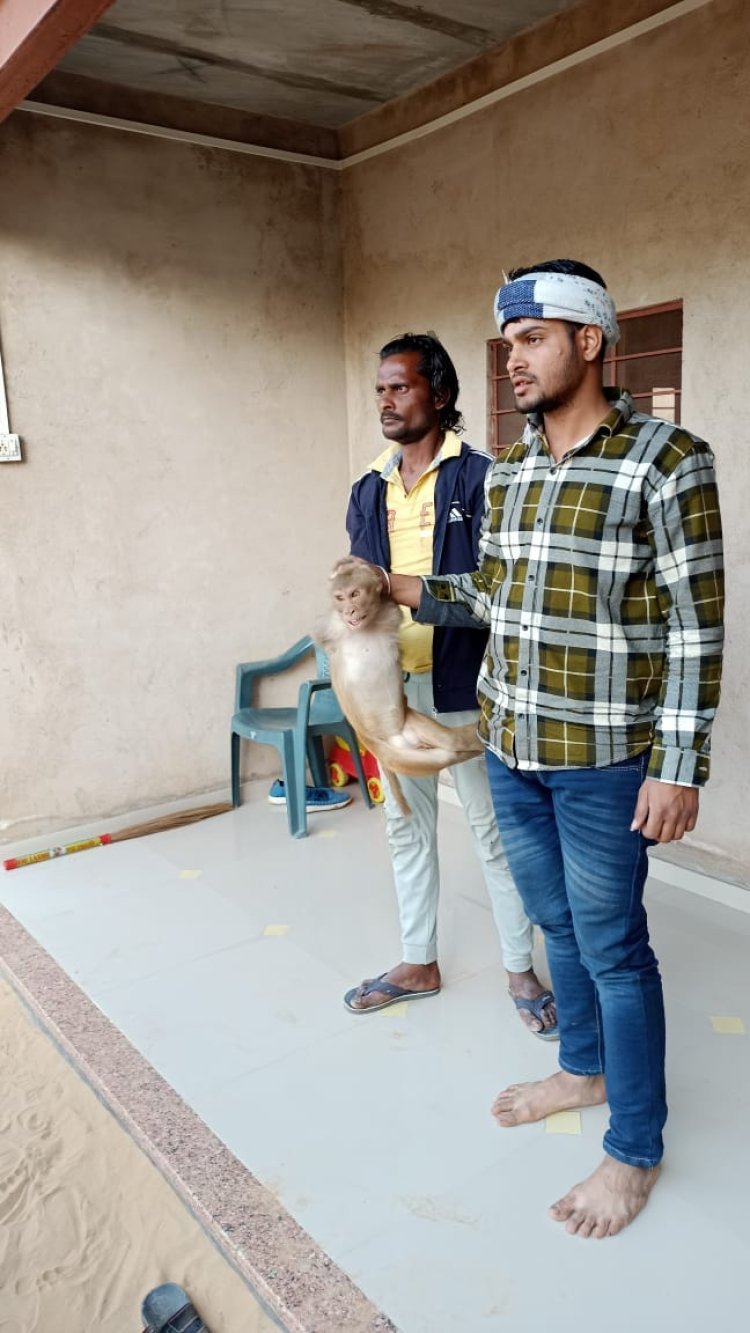 सौ से ज्यादा लोगों को काटने वाली आतंकी बंदरिया को मथुरा की टीम ने रेस्क्यू कर पकड़ा