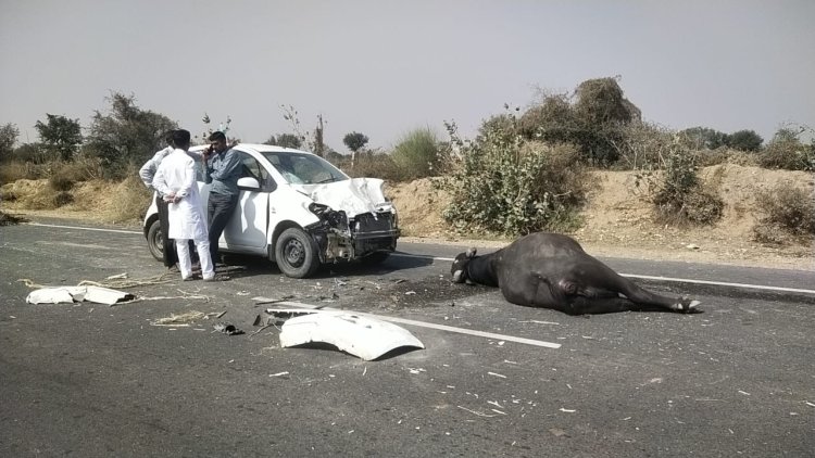 कार की टक्कर से एक भैंस की हुई मौत, तीन भैंस गंभीर घायल, पीड़ित ने पुलिस थाने में दी रिपोर्ट