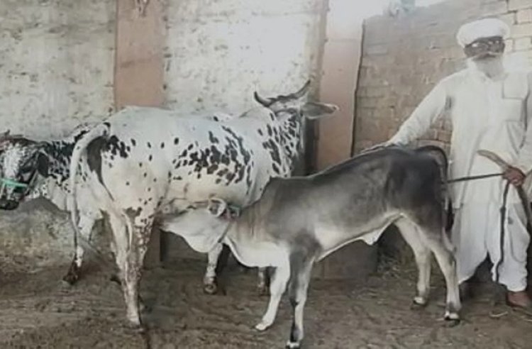 हुआ डीएनए टेस्ट तो गाय असली गोपालक को मिल गई पुलिस ने लगादी थी एफआर टॉवर पर चढ़कर गोपालक ने जताई थी नाराजगी आखिर में जीत गोपाक दुलाराम की हुई।