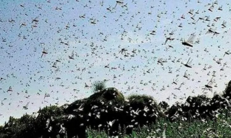 बीकानेर में टिड्डियों की बढ़ी हलचल,इस बार पाकिस्तान से नहीं आई है