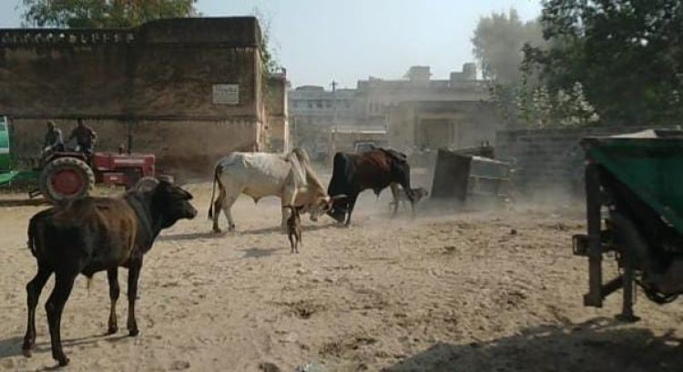मंडावा में दो सांडों का आतंक, प्रशासन की अनदेखी से बढ़ रही परेशानी