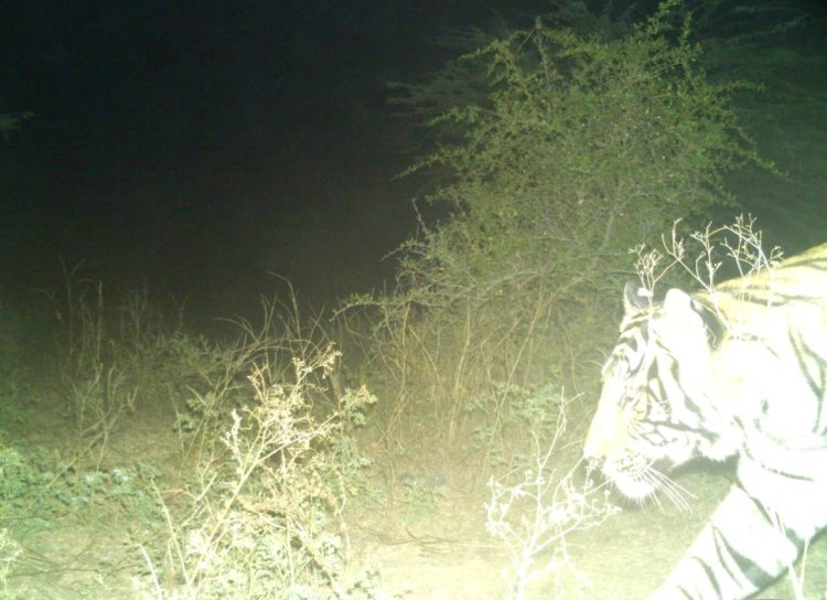 सरिस्का से जमवारामगढ़ पहुंचा बाघ एसटी-2305, कैमरा ट्रैप में कैद हुई तस्वीर