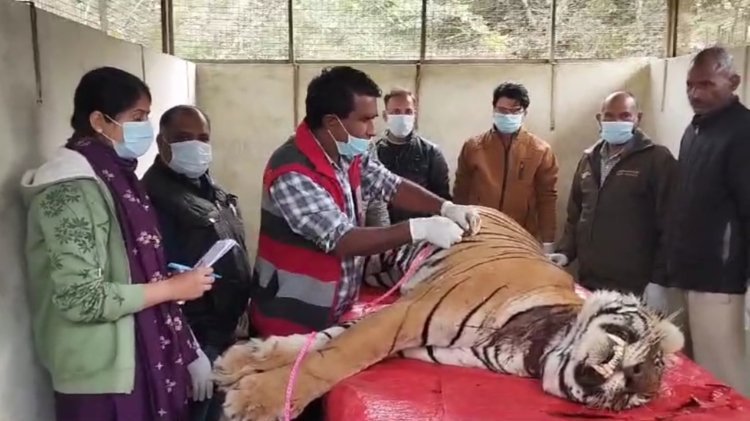 नेशनल पार्क में एक ओर टाइगर टी 2309 की हुई मौत,