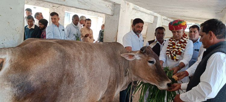 पूर्व मंत्री बाजिया ने वसुंधरा राजे के जन्मदिन पर गायों को खिलाया गुड़