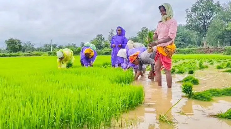 बालघाट में झमाझम बारिश से खिले किसानों के चेहरे, मुरझाती फसलों को मिला जीवनदान