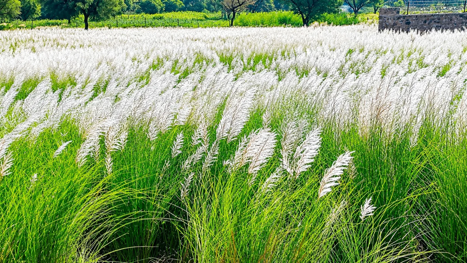 मानसून की विदाई का प्राकृतिक संकेत: जयपुर की पहाड़ियों पर बिछी चांदी की चादर