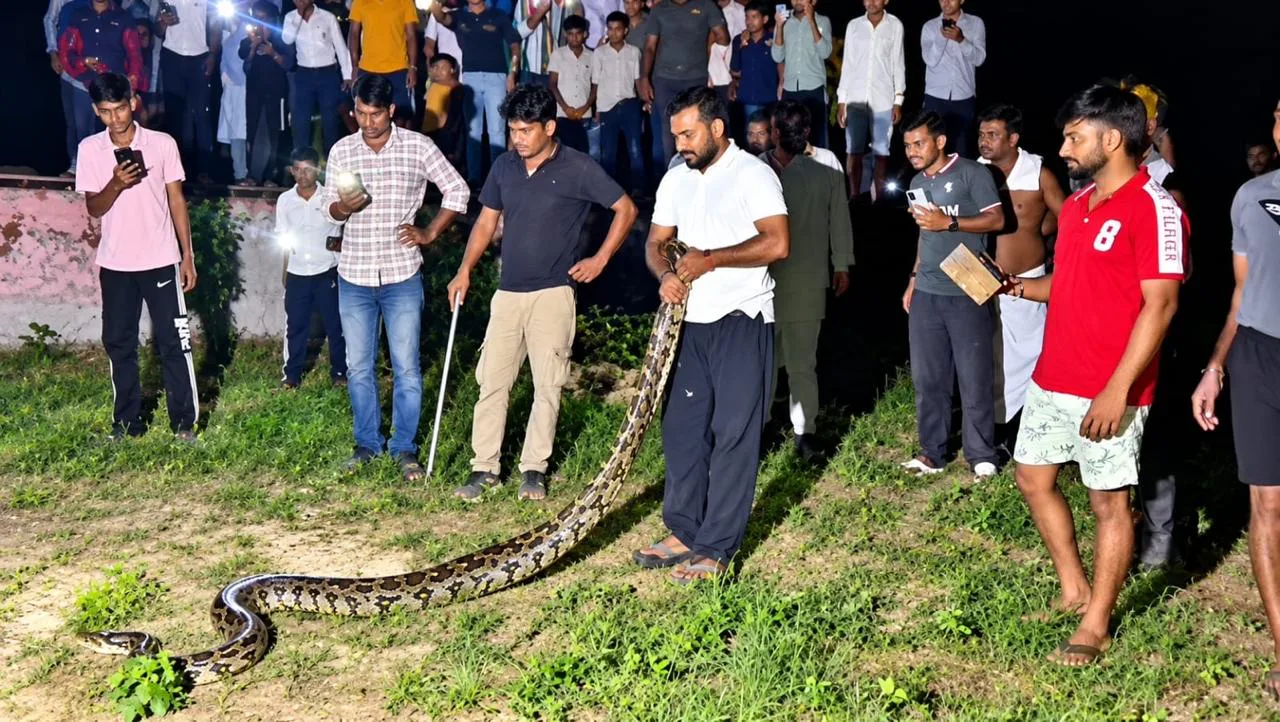 पैंचला गांव में 15 फीट लंबे अजगर ने मचाया हड़कंप, सर्पमित्रों ने सुरक्षित जंगल में छोड़ा