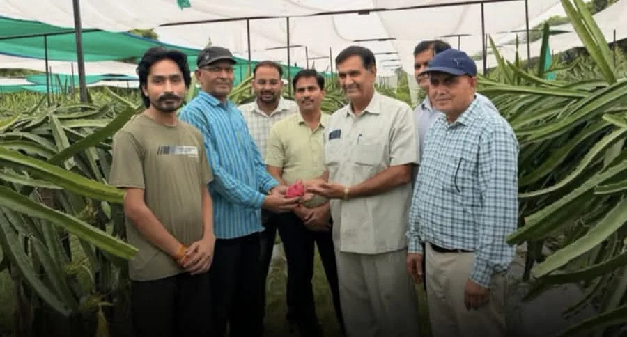 सवाई माधोपुर के किसान का अनोखा प्रयोग, पारंपरिक खेती को छोड़ अपनाया ड्रैगन फ्रूट