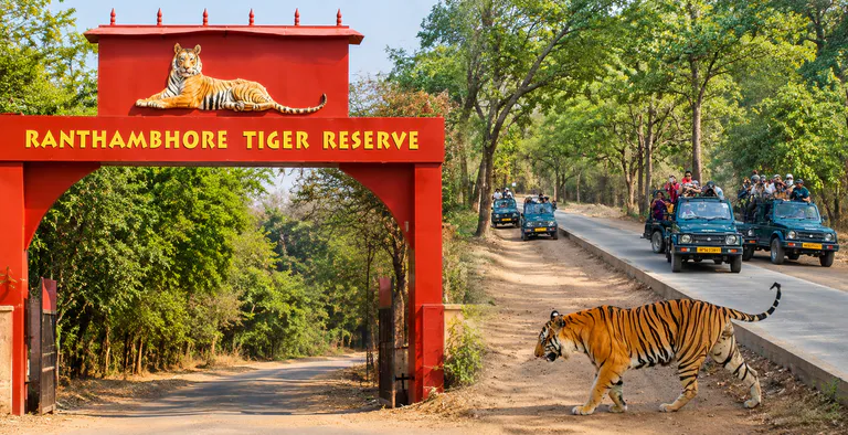 Ranthambore National Park Prepares to Reopen Core Zones for Wildlife Enthusiasts