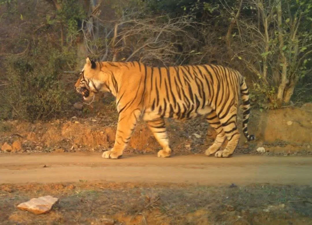 रणथंभौर के जंगल में घूमता हुआ एक बाघ