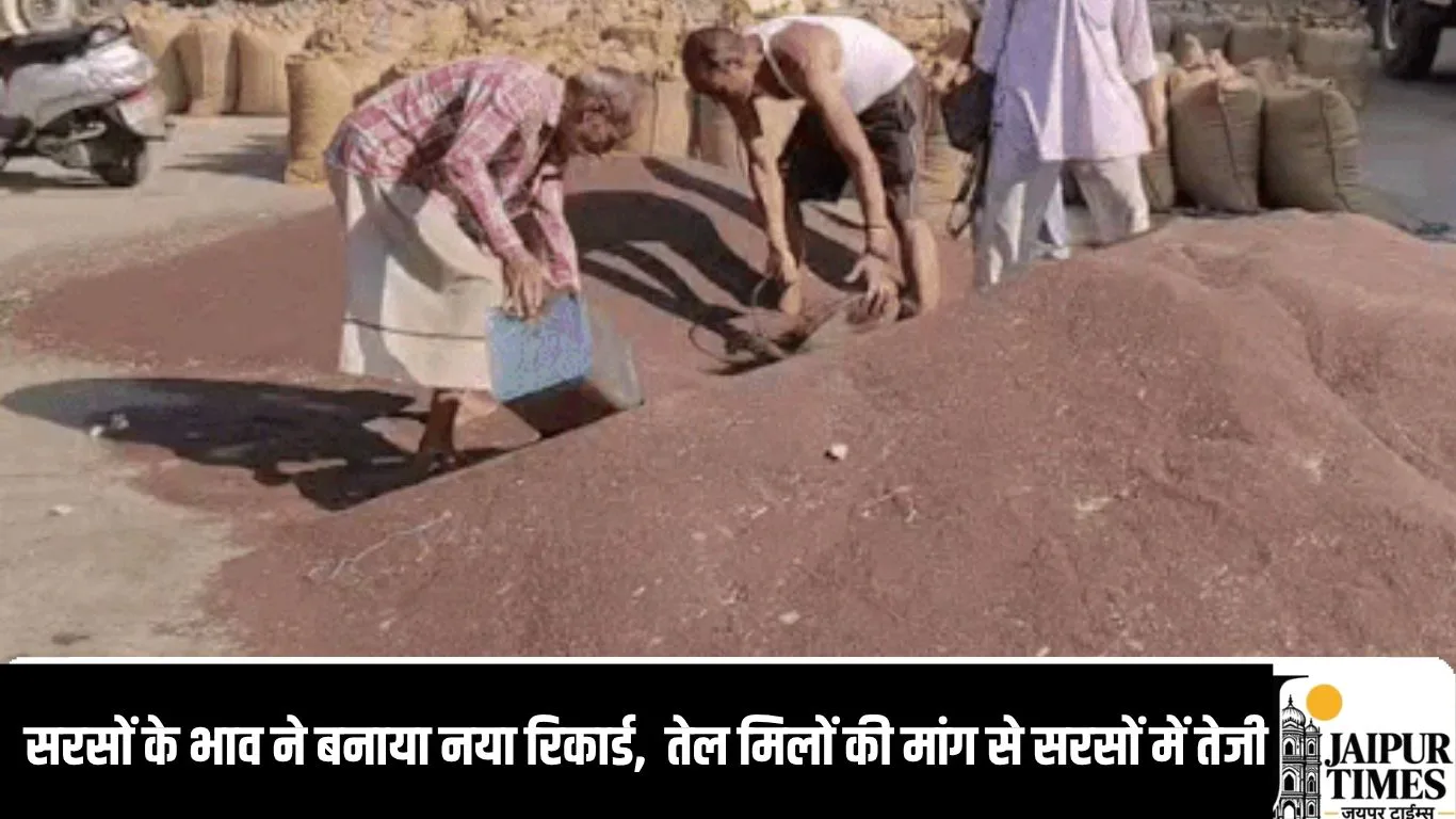 mandi bhav : सरसों के भाव ने बनाया नया रिकार्ड,  तेल मिलों की मांग से सरसों में तेजी