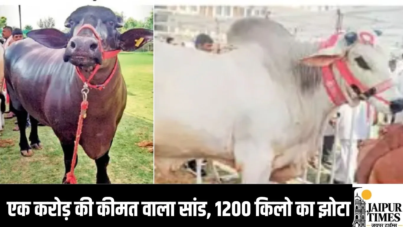 एक करोड़ की कीमत वाला सांड, 1200 किलो का झोटा, पशु मेले में दिखा रुतबा