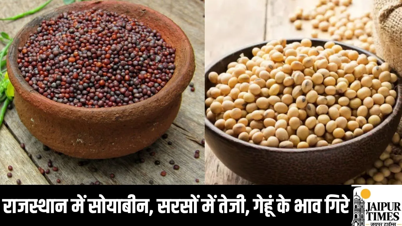 rajasthan mandi bhav : राजस्थान में सोयाबीन, सरसों में तेजी, गेहूं के भाव गिरे, मंडी में नई नीलामी व्यवस्था लागू