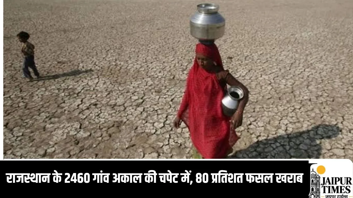 राजस्थान के 2460 गांव अकाल की चपेट में, 80 प्रतिशत फसल खराब, पशुओं के सामने चारे का संकट