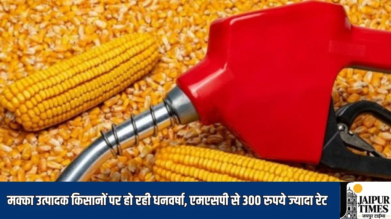 मक्का उत्पादक किसानों पर हो रही धनवर्षा, एमएसपी से 300 रुपये ज्यादा रेट, एथेनाल कंपनियों की बढ़ी डिमांड