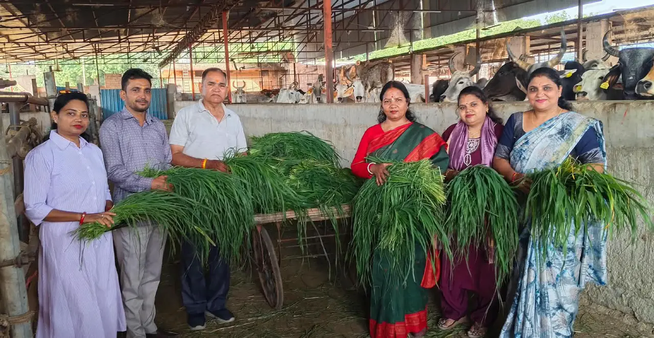 जोधपुर की राधारानी गौशाला में सारथी यूथ फाउंडेशन के सदस्य गौ सेवा करते हुए।